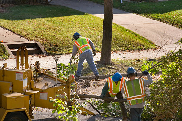 Best Emergency Tree Service  in Roebuck, SC